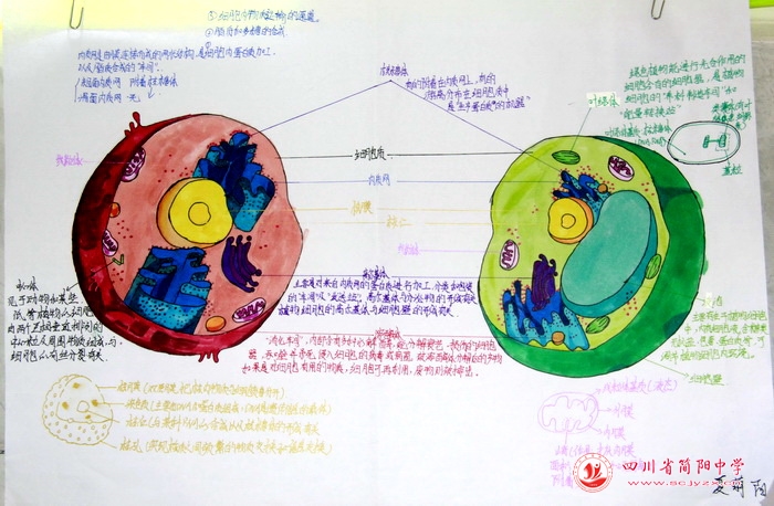 四川省简阳中学怎么样?首届生物学科节(图19)