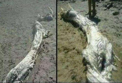 释疑解惑：古代上那么多的坠龙事件都是真的吗？？