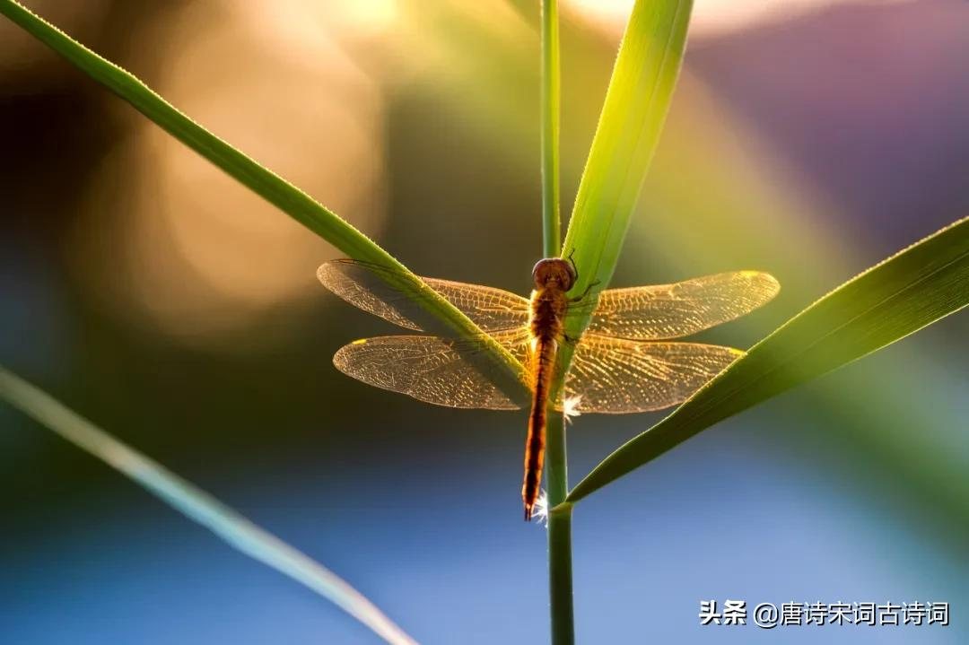 离离牵牛花，萦蔓绕业棘-第3张图片-诗句网