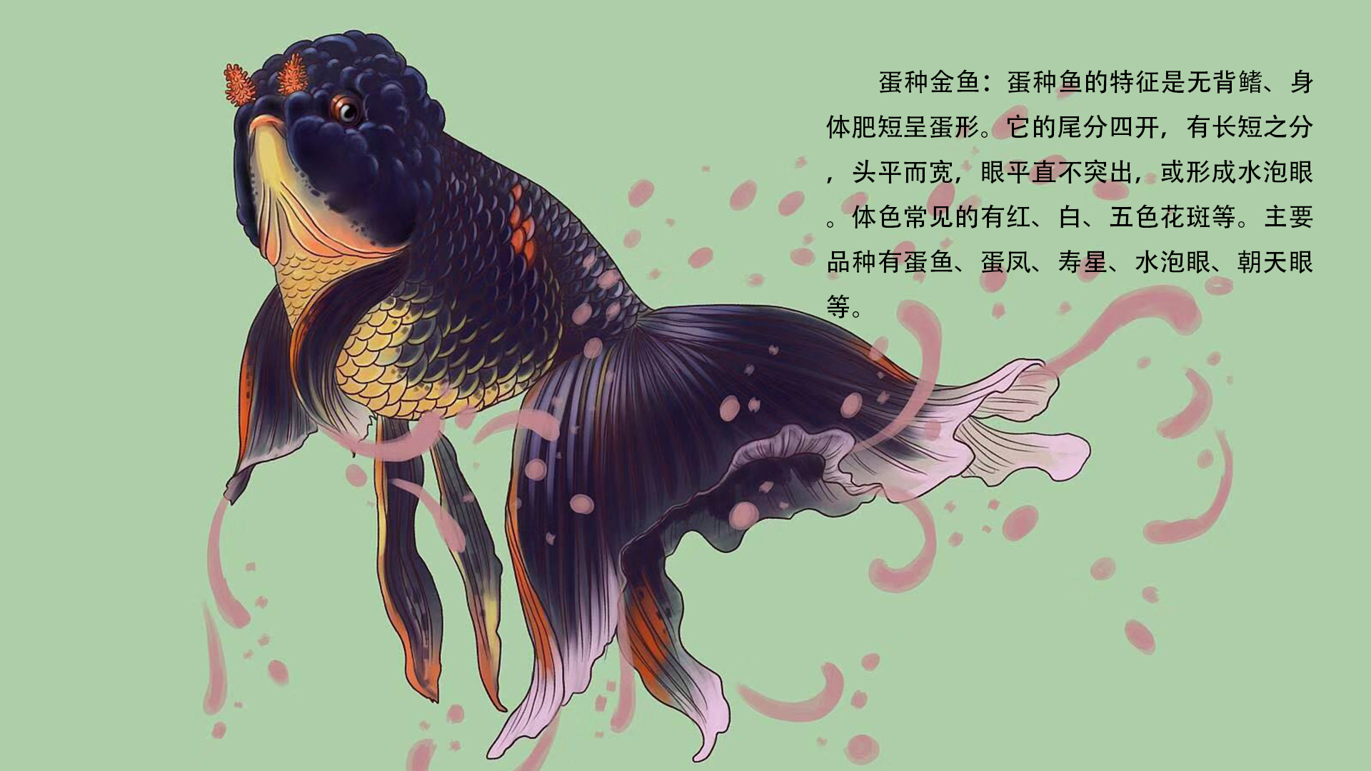 中国古代人把可观赏的金鱼分为以下几种
