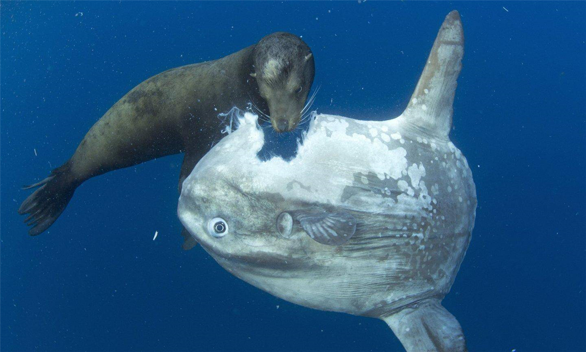 比翻车鱼还傻的巨骨舌鱼，凭本事成为濒危动物，却活了上亿年？