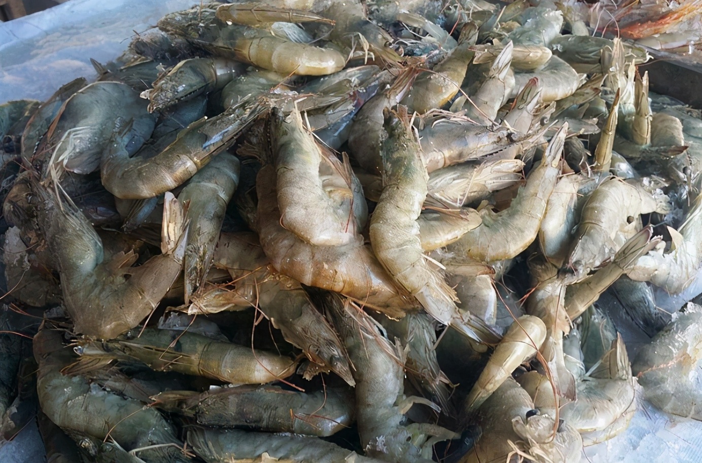 買大蝦，記住3個技巧，挑到的蝦個個質量好，鮮味足營養流失少