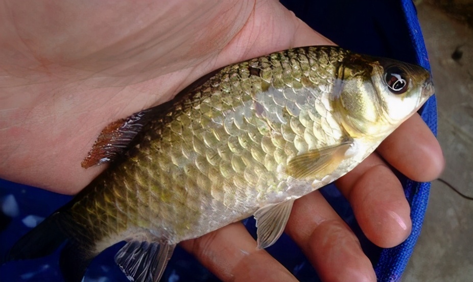 简析和认识鲫鱼:种类最繁且多,品种选择常常会让人无所适从