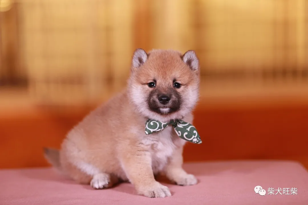 柴犬百科 没有豆豆眉的柴犬是纯种柴犬吗 资讯咖