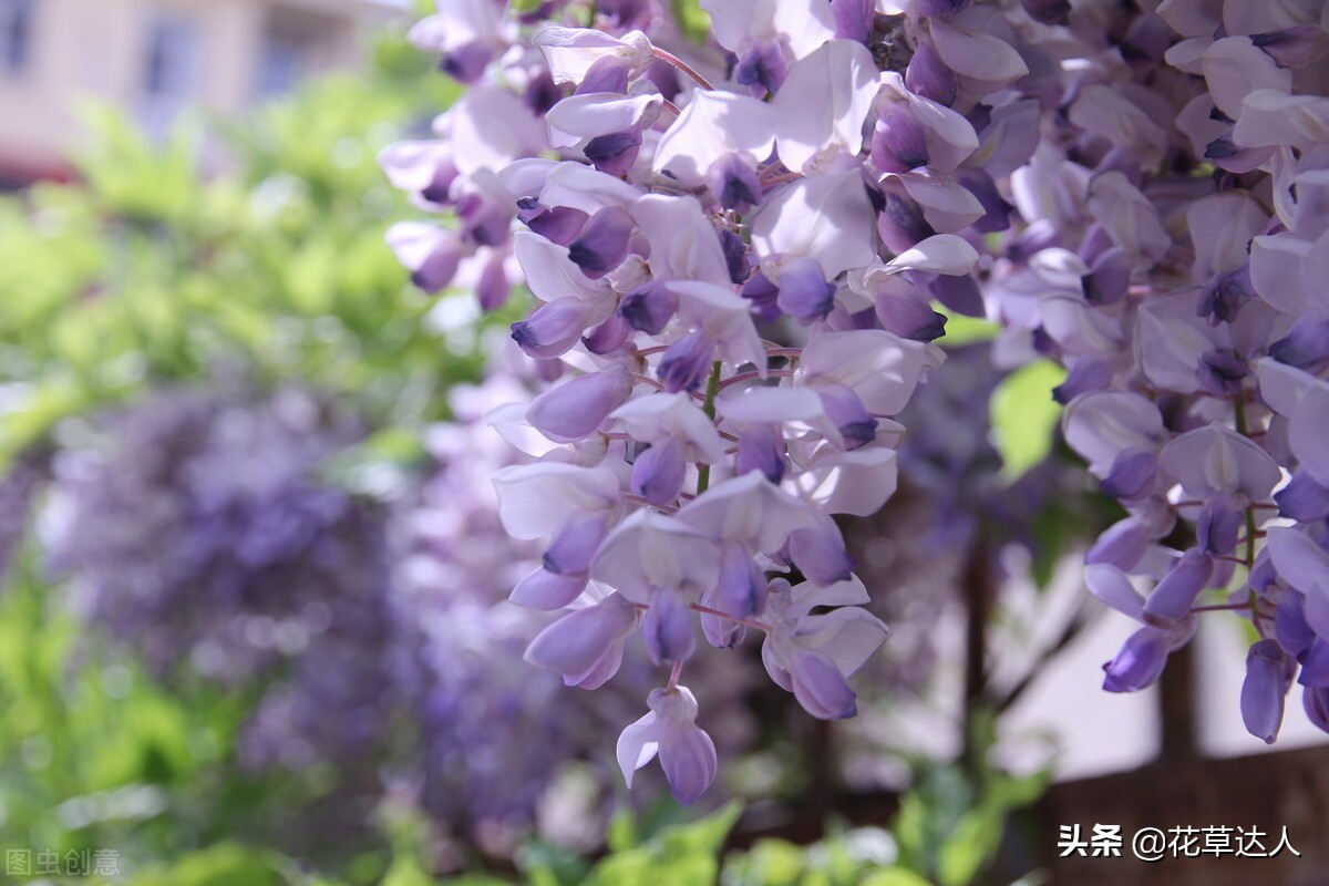 紫藤花花语是什么意思紫藤花的寓意 资讯咖