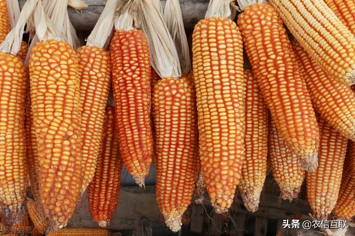 玉米“恢复性”上涨，美玉米创8年新高，风险来袭，玉米要降价？