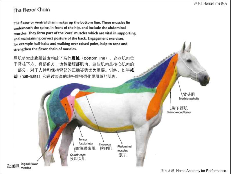 Muscle chain and core muscles - iNEWS