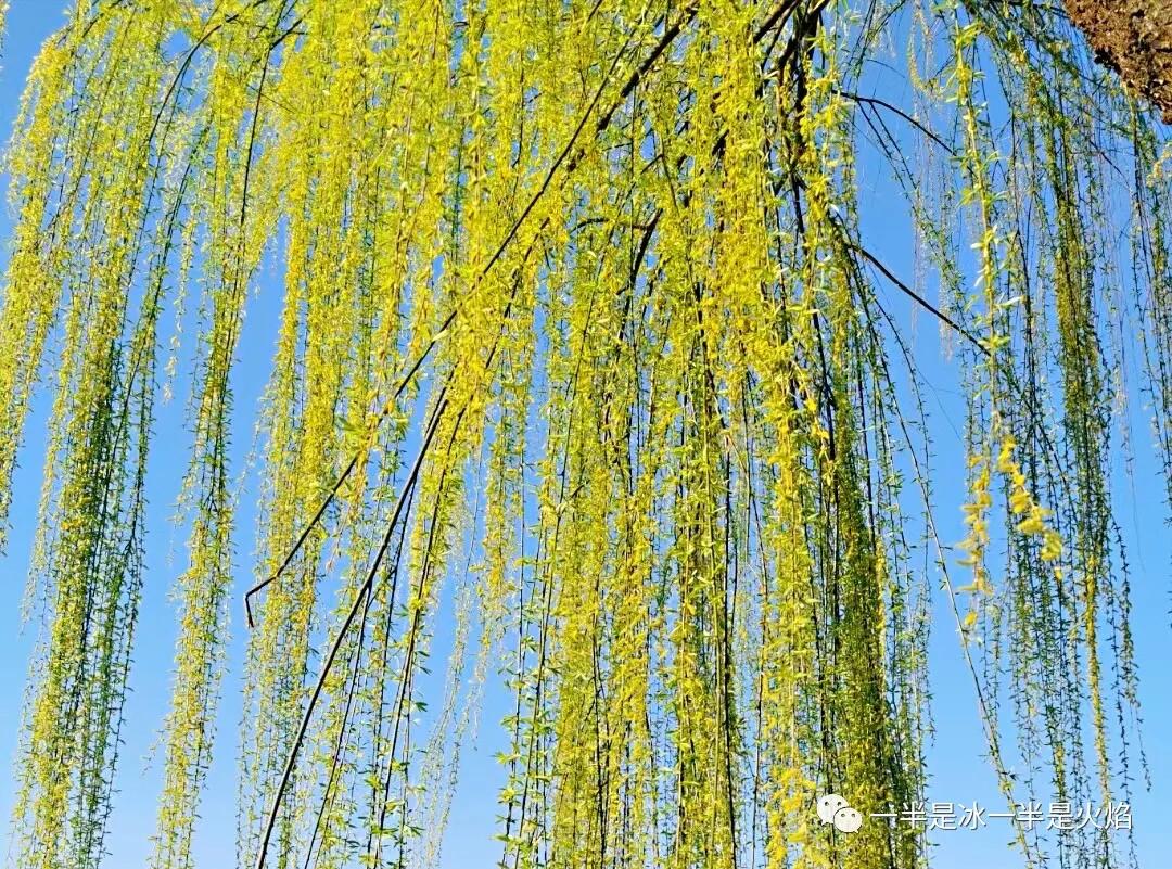 散文诗：春日宴（三章）-第4张图片-非凡网