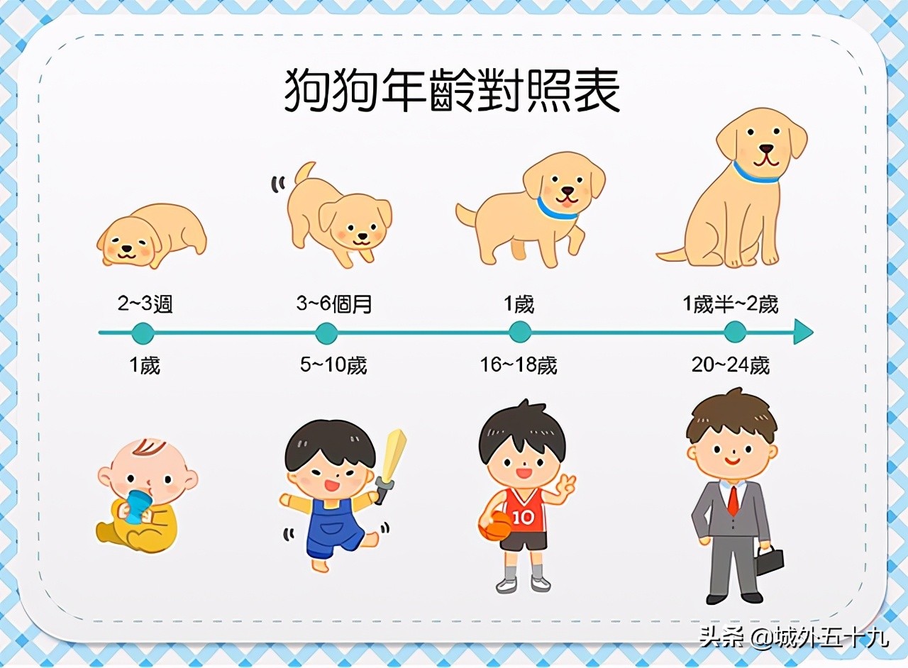 9岁军犬退役时眉毛胡须已变白 狗狗的一年相当于人类几年 资讯咖