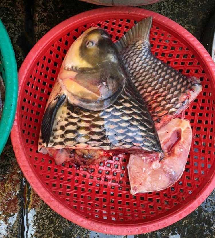 国鱼被吃到濒危，柬埔寨渔业部门求民众放过