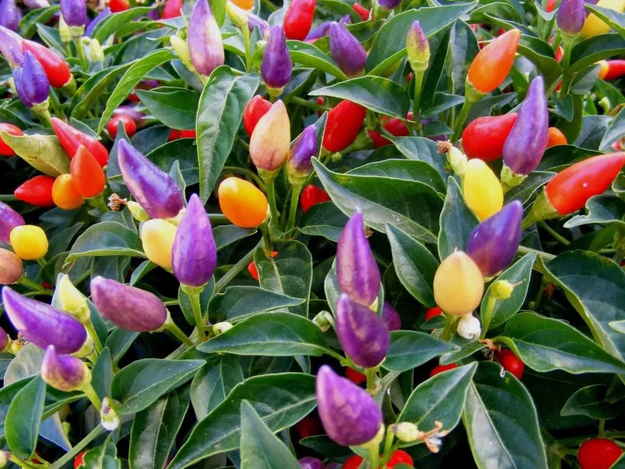 花市里买的五彩椒盆栽 不断开花结果 可多年生长 还能茎插繁殖 Zh中文网