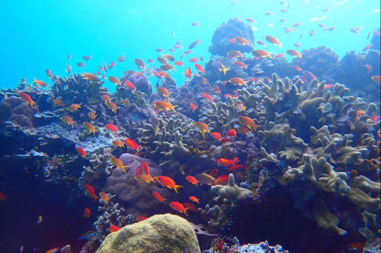 Fire-breathing fish: can spray blue flames in the water, but in fact it ...