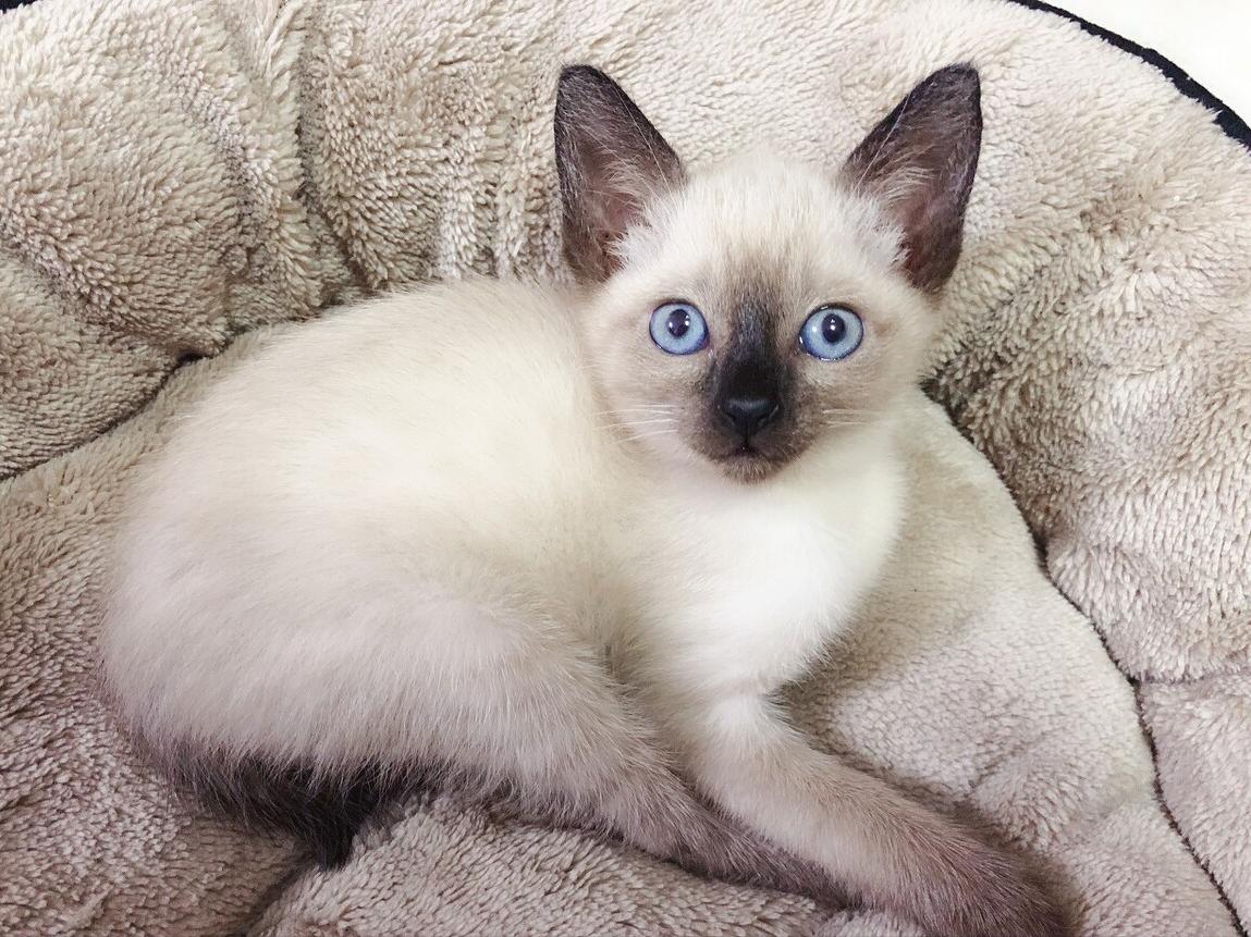 What's going on with Siamese cat diarrhea? iNEWS