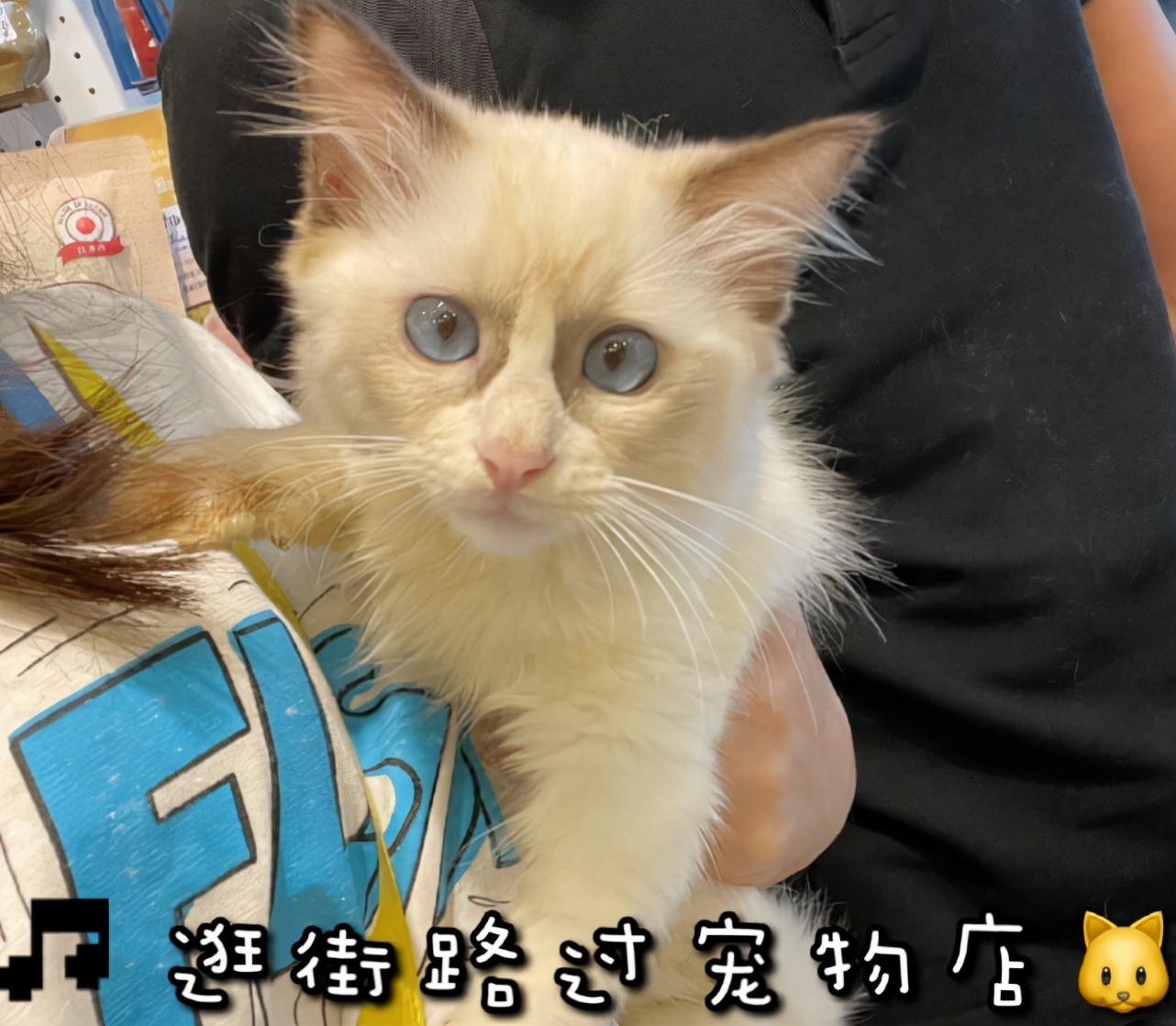 宠妻狂魔！郭富城陪老婆逛街，方媛晒夫妻俩与猫咪合照大秀恩爱