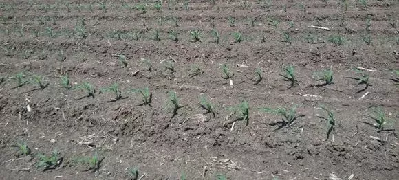 苗前没封住，苗后上绝招！杠杠滴