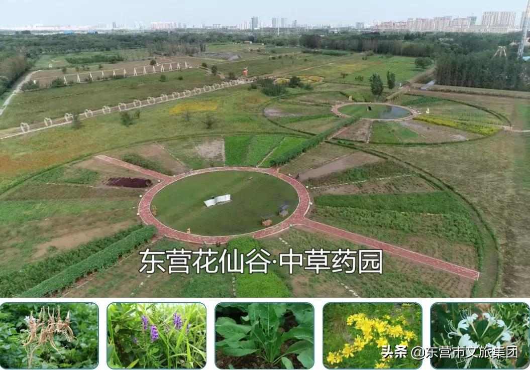 花仙谷中草药园景观全新升级！中医药研学新亮点