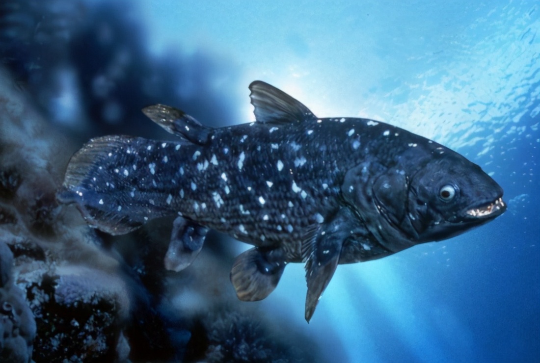 1000万年腔棘鱼多可怕？能盗取其他生物DNA，多种生物遭殃