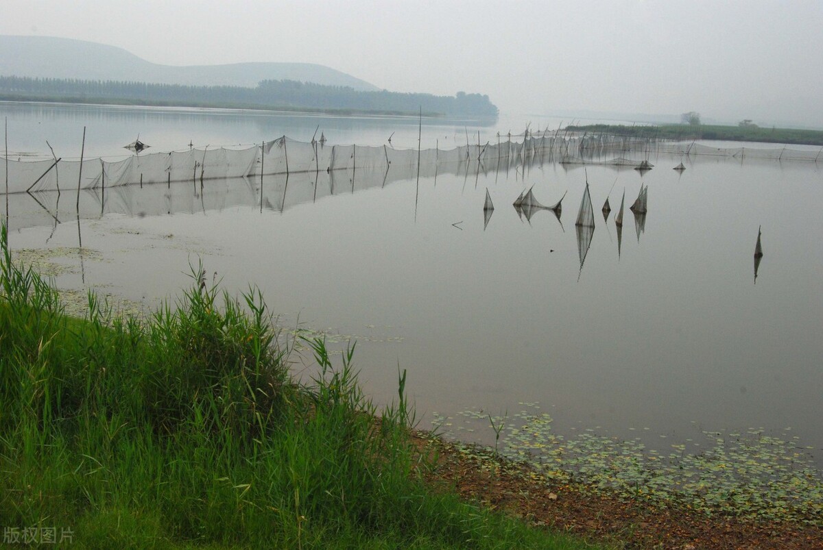 黃河的“重病”：調(diào)水調(diào)沙19年，中下游“流魚”成死局？