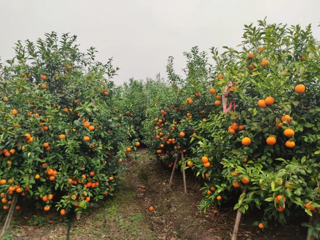 ������ɫ�ָ̣�����������԰��ֱ������������