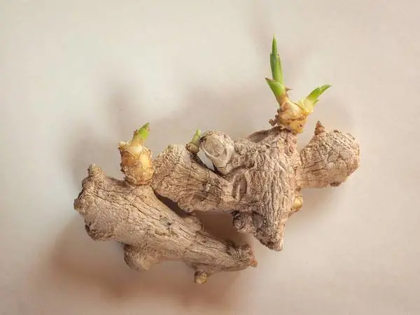 吃生姜去皮和不去皮，差别竟这么大