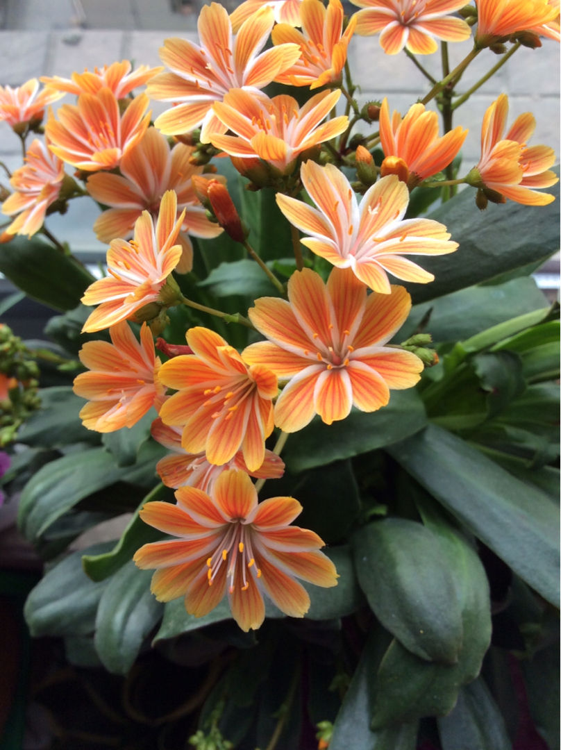 Plants that can bloom in all seasons, keep a pot at home, there are