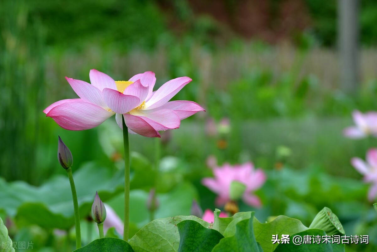 赏析宋代范成大的《夏至》-第2张图片-非凡网