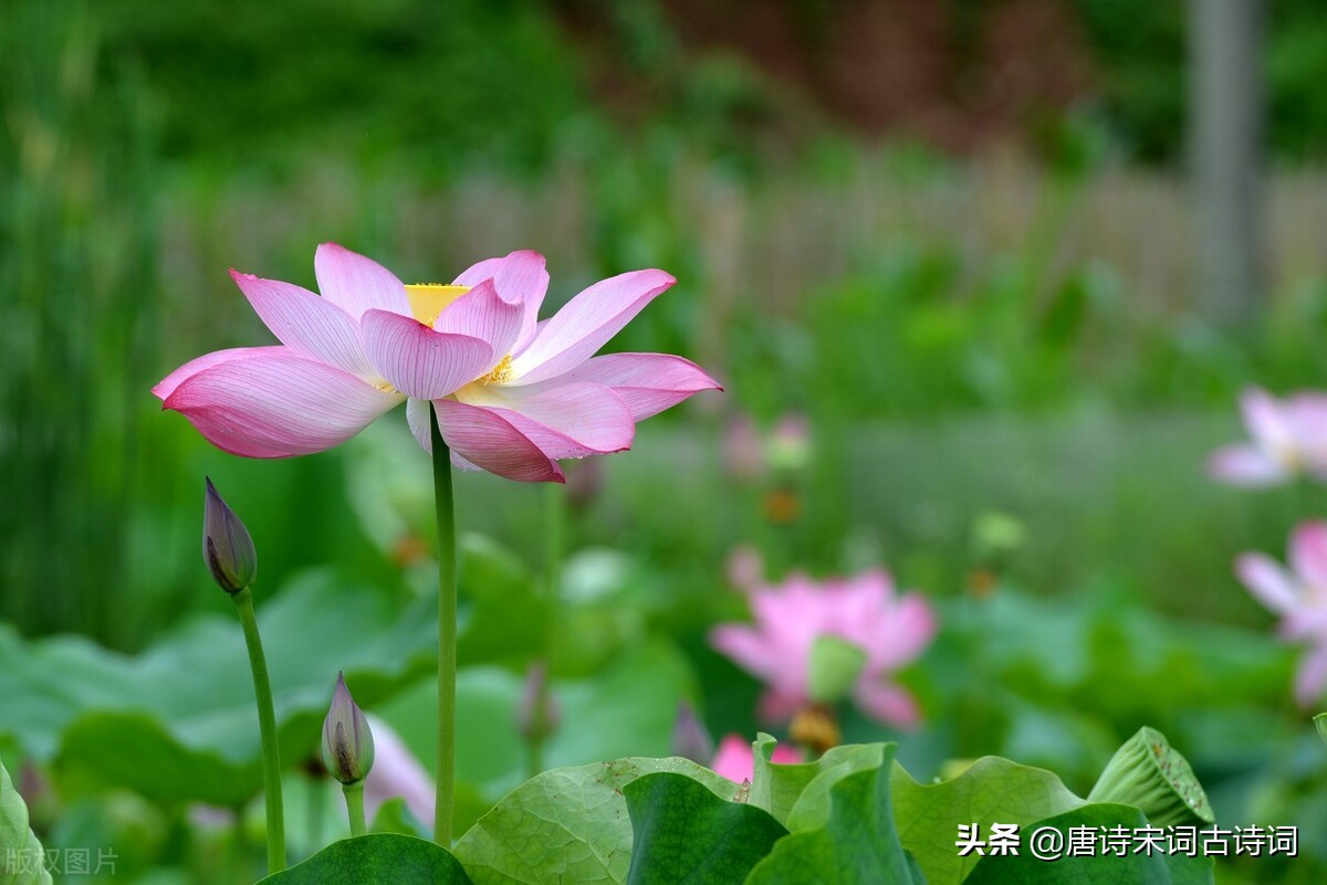 赏析宋代范成大的《夏至》-第2张图片-诗句网