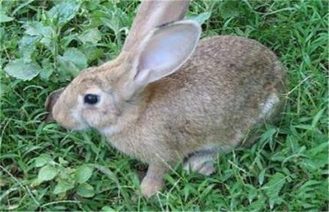 养什么肉兔效益好？推荐四个养殖利润较高的肉兔品种