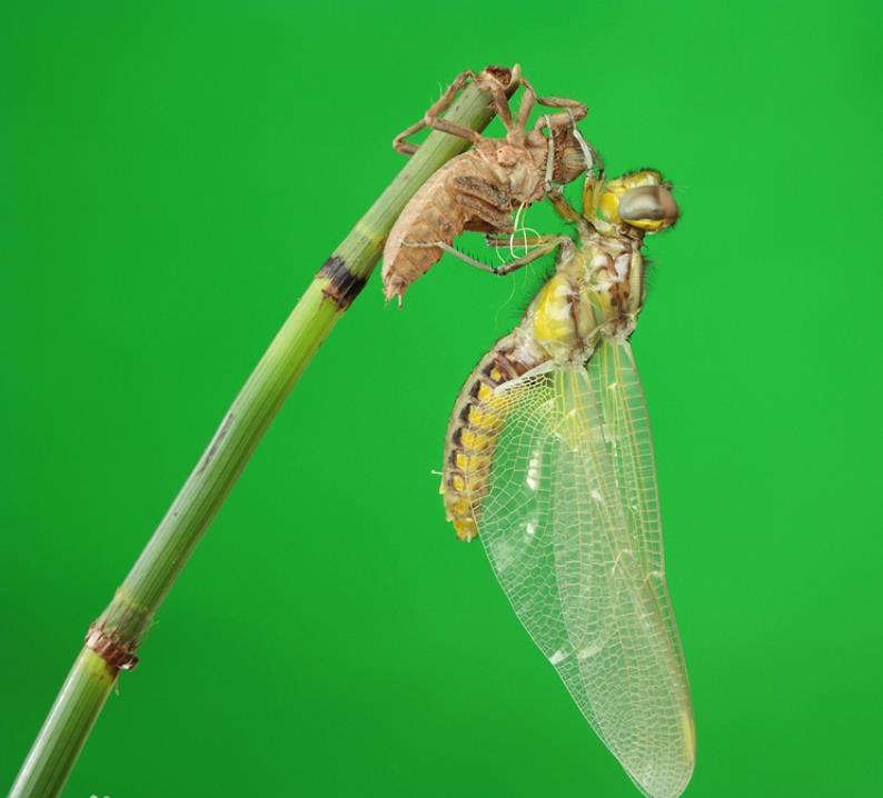 蜻蜓幼虫水虿要吃蚊子需要多年才能长大也是人们中意美食
