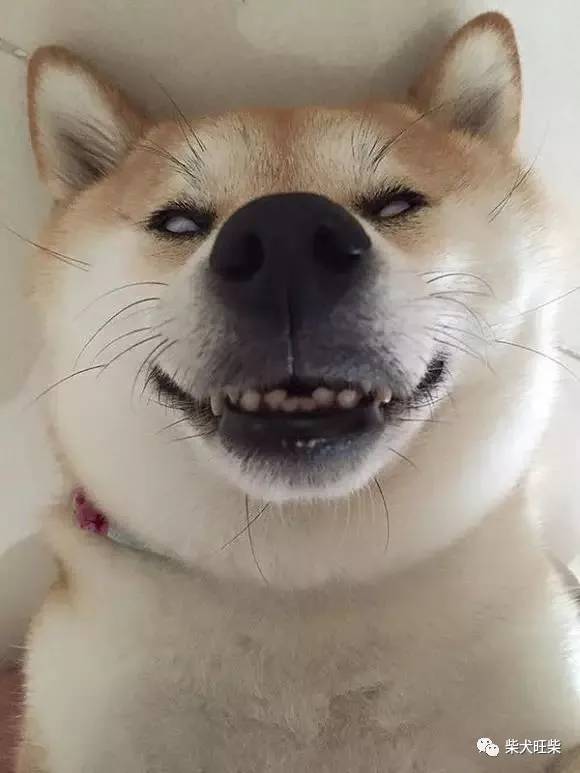 柴犬30斤正常吗 标准的柴犬体重多少是正常的 资讯咖 柴犬30斤正常吗 标准的柴犬体重多少是正常的 资讯咖