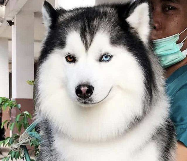 人看不到的东西，狗为何能看到？科学家给出了