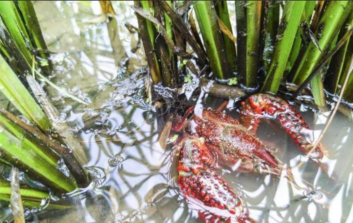 不赚钱的养殖户快集合！一天卖出近万吨，龙虾最新养殖模式出炉