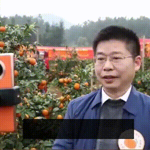 解局|县长直播带货，带出了什么？