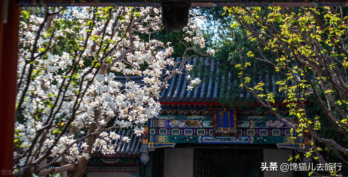 北京的玉蘭花最佳觀賞地在哪兒 除了頤和園 其它幾個少有人知道 饞貓兒去旅行 Mdeditor