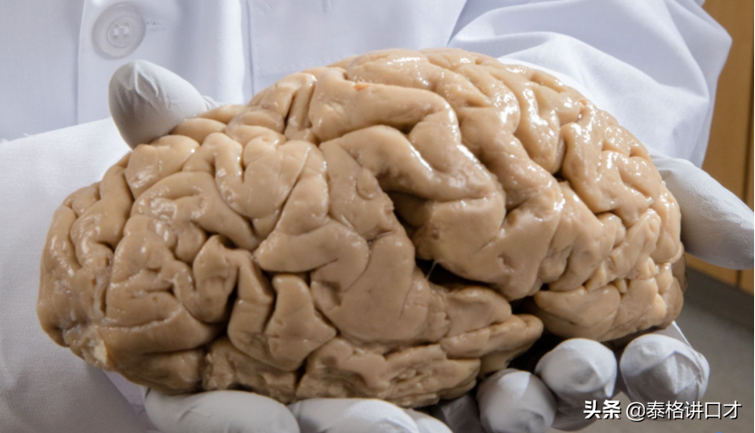 關於大腦的科普