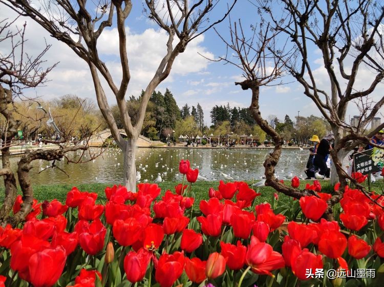 初春時節去昆明大觀公園 賞花 看海 喂紅嘴鷗 很爽 遠山墨雨 Mdeditor