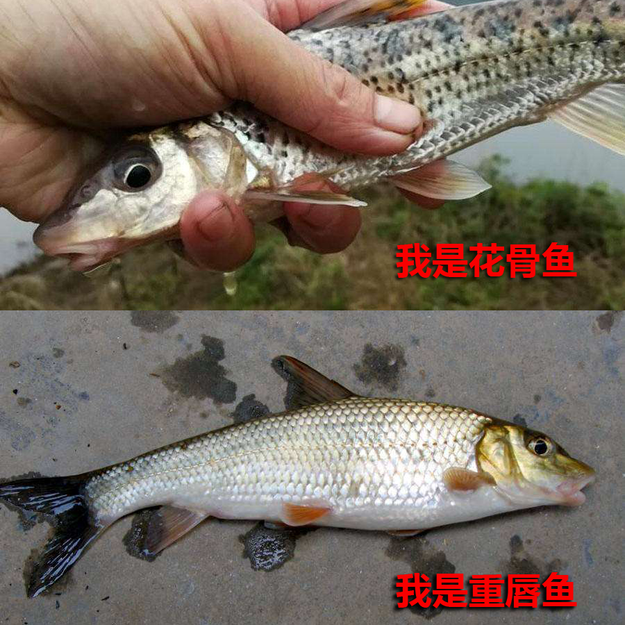 不要把这几种鱼弄错，和保护鱼种区别很小，避免惹麻烦