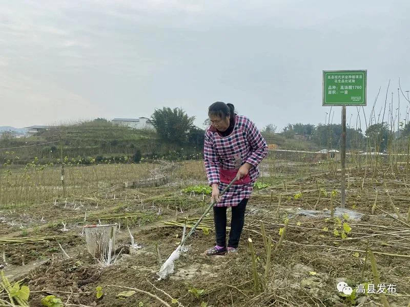 高縣：20余萬畝桑園進(jìn)入冬季管理