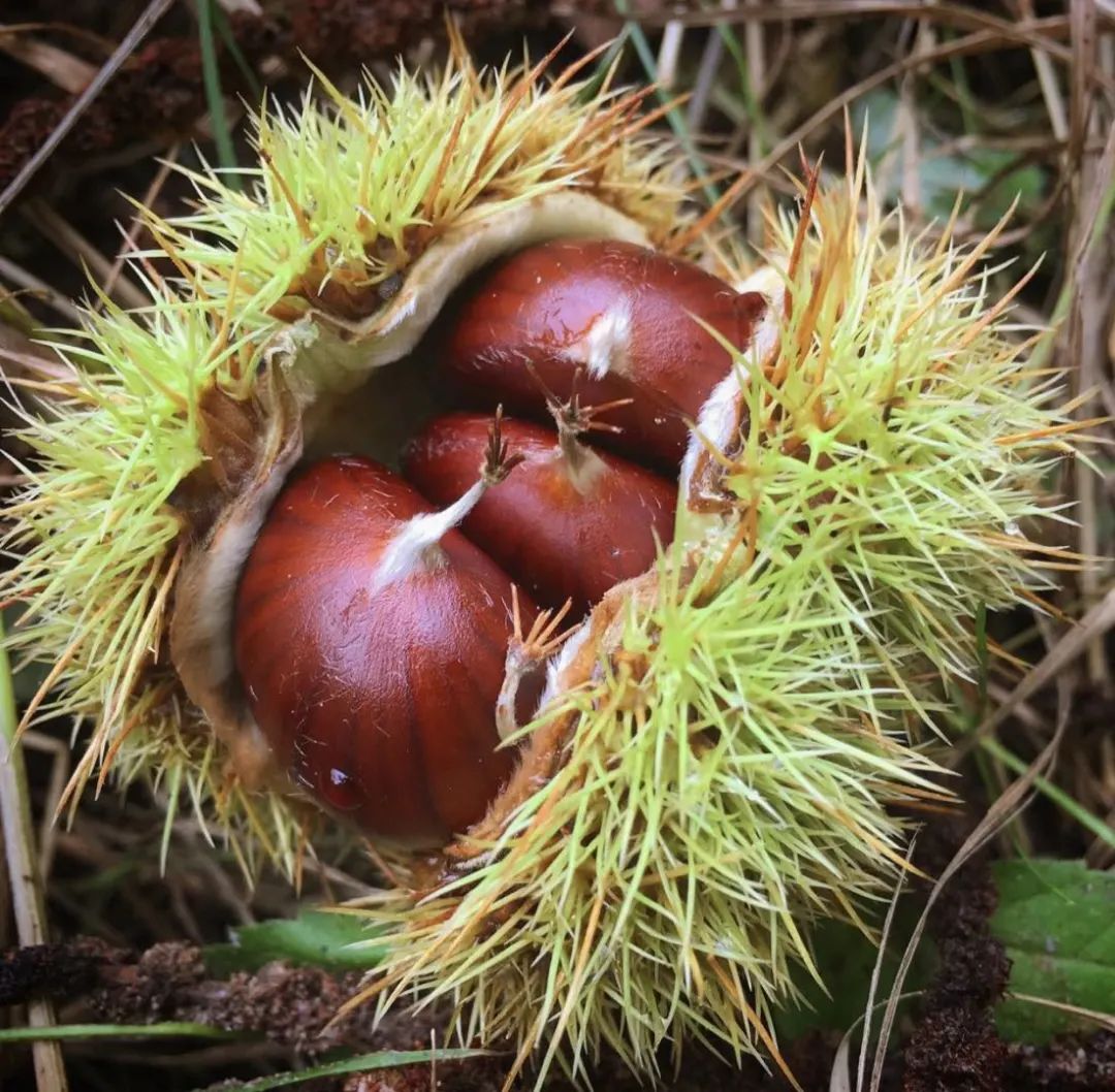 Will chestnut, which strengthens the kidney and spleen, suffer from