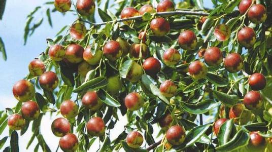 紅棗真的能補(bǔ)血嗎？應(yīng)該選擇干紅棗還是鮮紅棗？別再被欺騙了