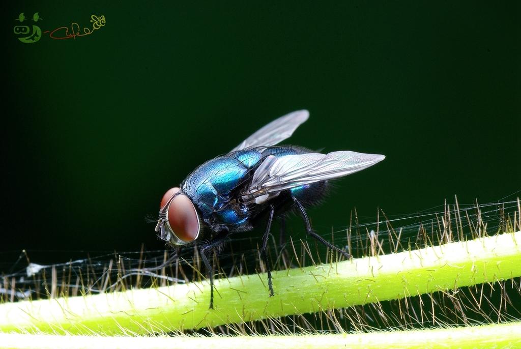 昆虫界的 变色龙 它靠吸血生殖还能传播疾病 资讯咖
