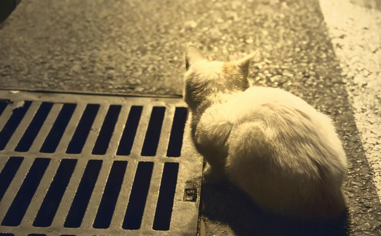 高校流浪猫深夜乱叫，被老师拦在路上教育，猫咪受训的样子太可爱