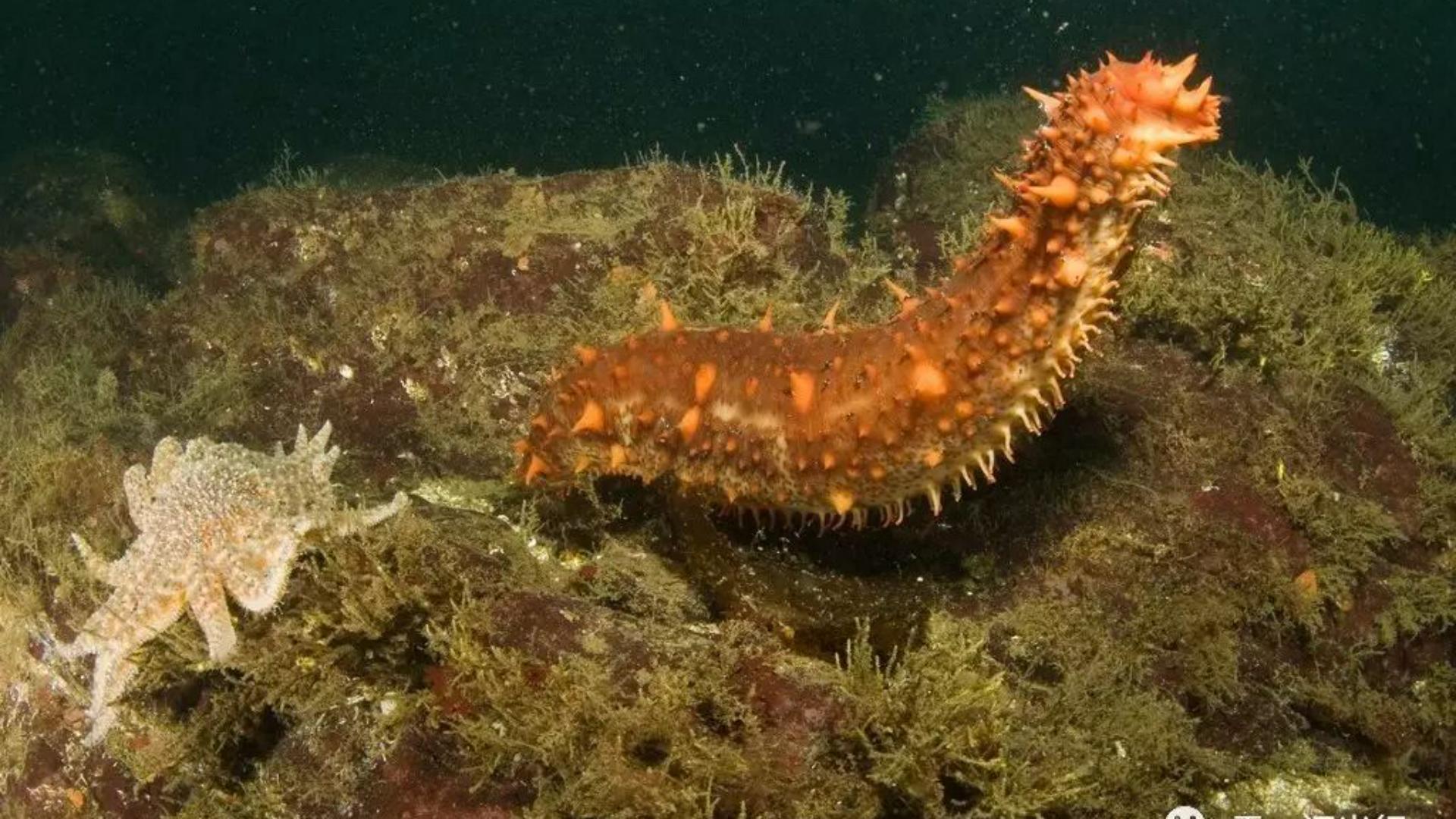At the bottom of the food chain, how does sea cucumber protect itself