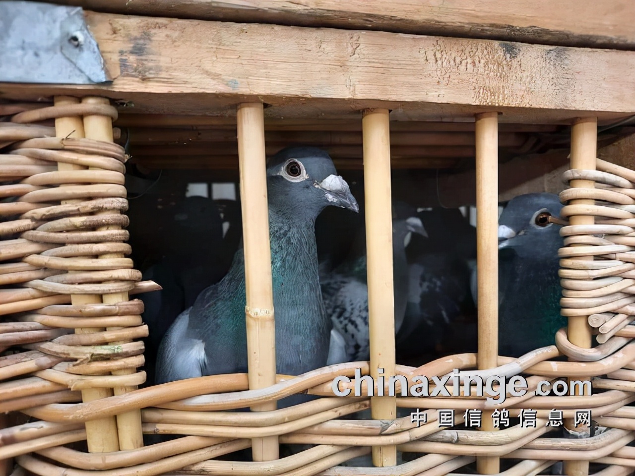 Dutch Racing Pigeons Overview of the Barcelona Pigeon Grand Prix: The 1300km return to the ...