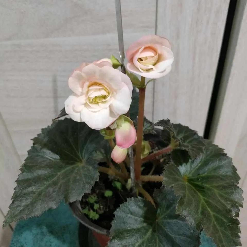 These "unpopular" flowers do not lose to celebrity" flowers, put