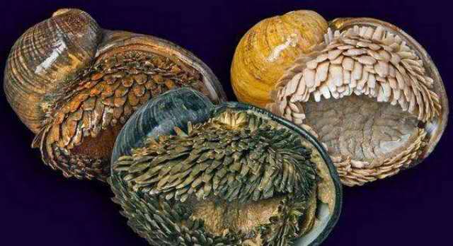 "铁甲海蜗牛":吸收海矿变身"铁甲&qu