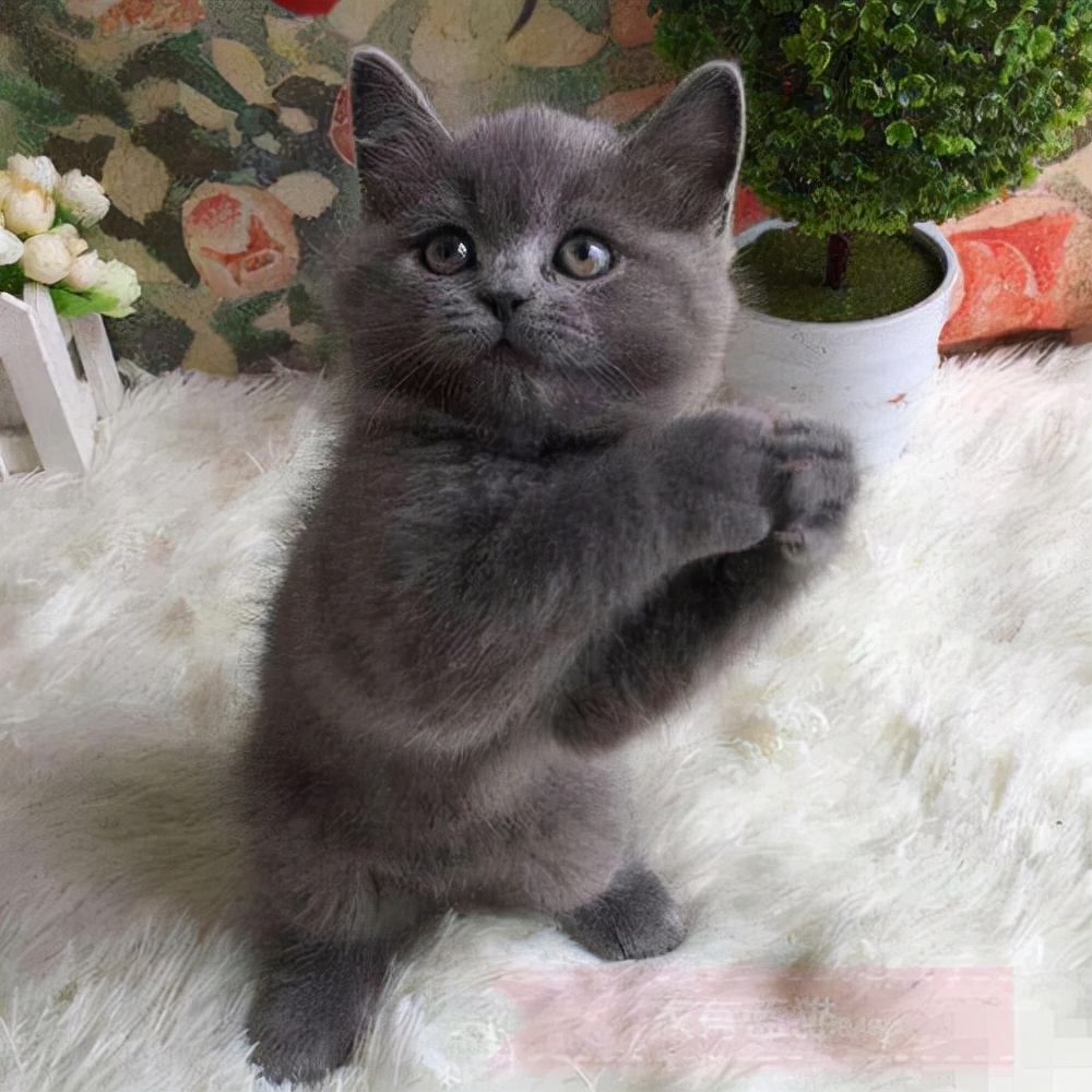 What is the cause of the smelly poop of British short cats? iNEWS