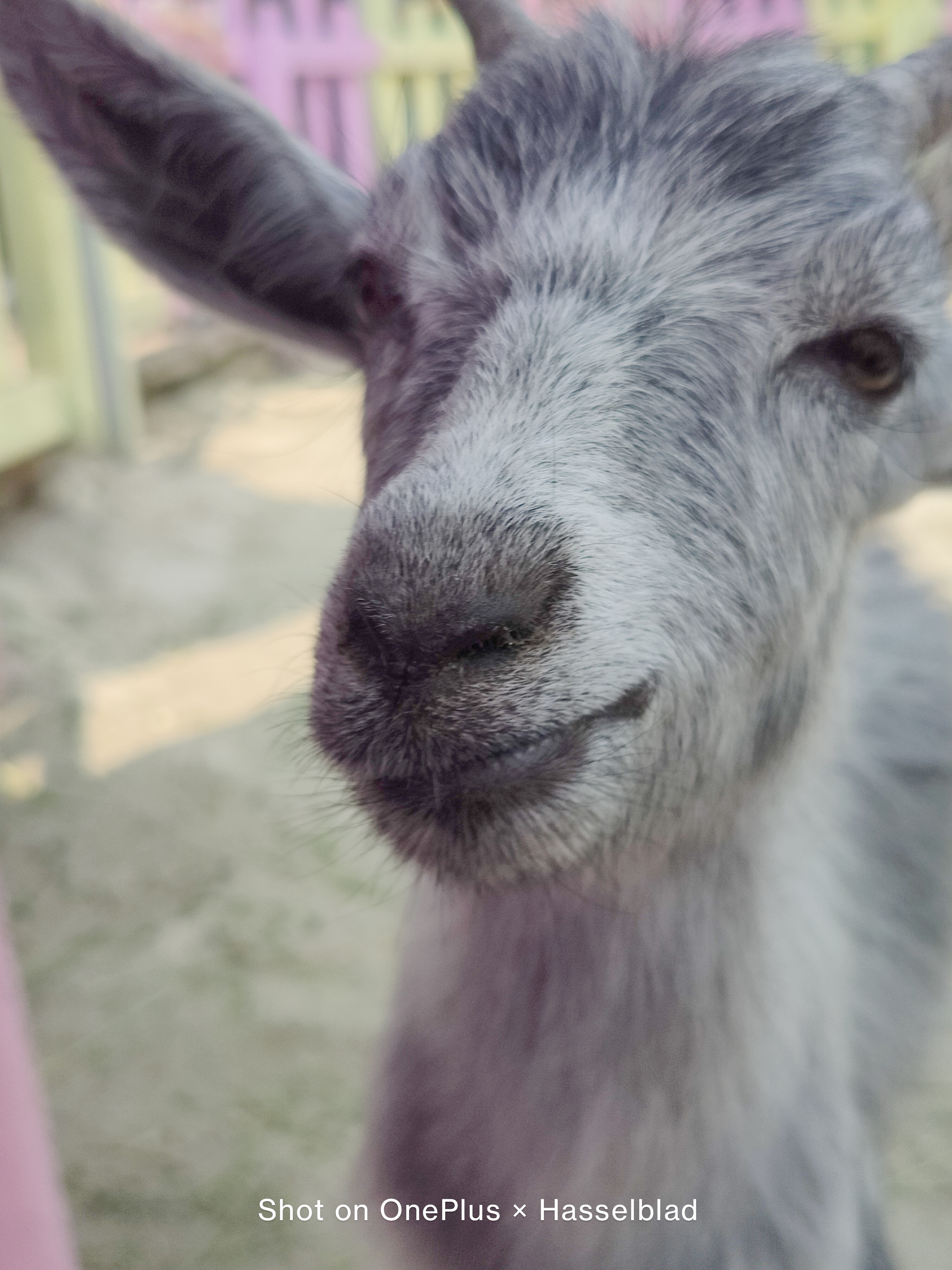 迟来的惊喜：“影像机皇”一加9，半月体验实测报告