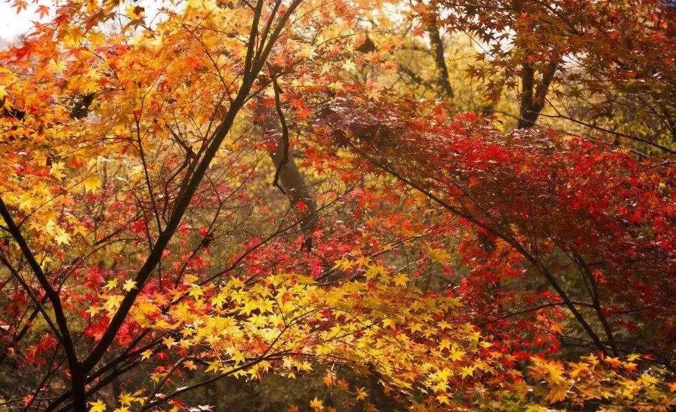 Missing these 14 maple viewing areas in November is equivalent to missing the entire autumn