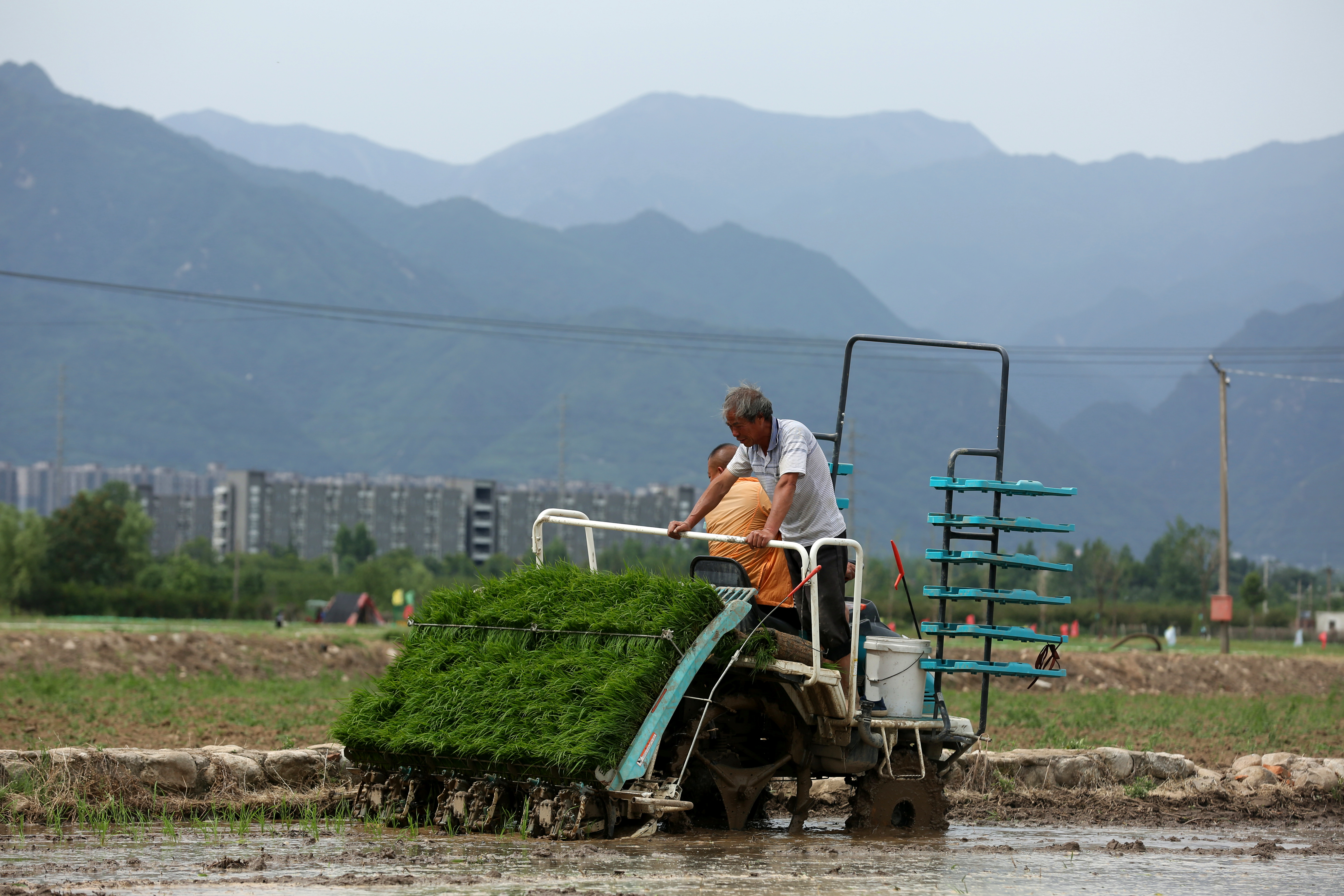 又至秦岭脚下“江南水乡”插秧季